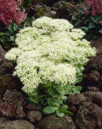 Sedum Iceberg - Stardust Sedum
