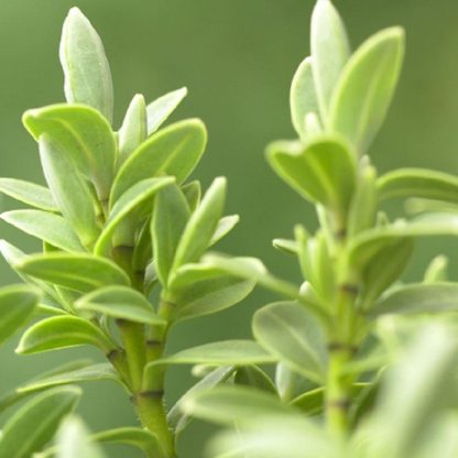 Hebe Pinguifolia 'Sutherlandii'