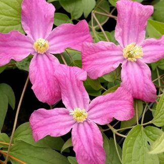 Clematis Inspiration