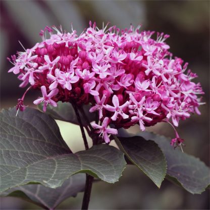 Clerodendrum Bungei - Glory Flower