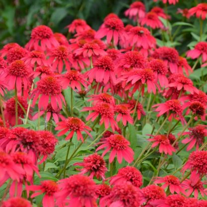 Echinacea Double Scoop Cranberry
