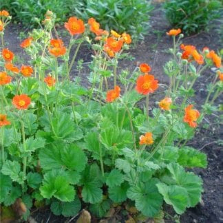Geum Borisii - Koi Tangerine Avens - in Bud & Bloom