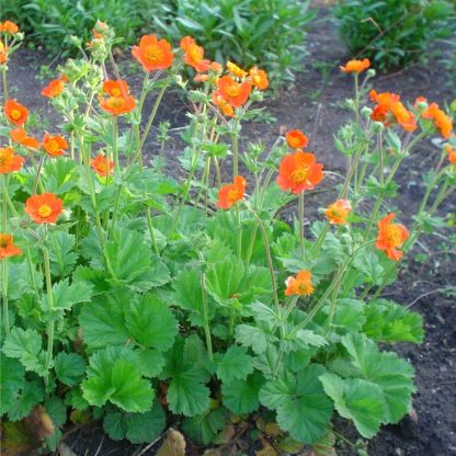 Geum Borisii - Koi Tangerine Avens - in Bud & Bloom