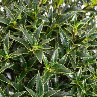Ilex Aquifolium Myrtifolia - Dwarf Male Holly