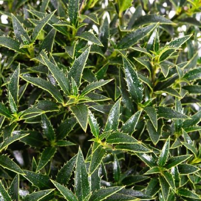 Ilex Aquifolium Myrtifolia - Dwarf Male Holly