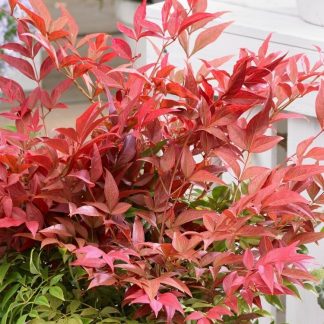 Nandina Domestica Obsessed - Heavenly Bamboo - Large Specimen