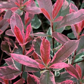 Photinia Pink Marble Standard Topiary Tree - Circa 140-160cm