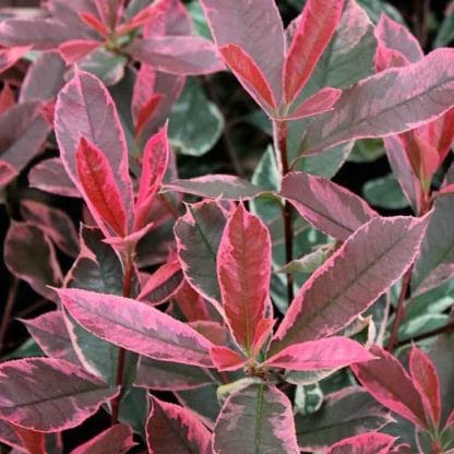 Photinia Pink Marble Standard Topiary Tree - Circa 140-160cm