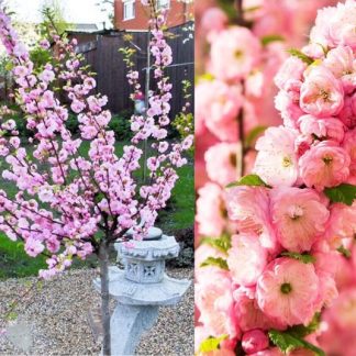 Large 5-6ft - Prunus Triloba - Double Flowering Cherry-Almond Tree