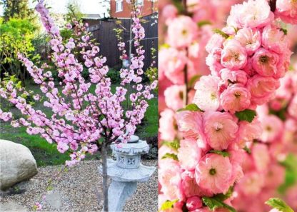 Large 5-6ft - Prunus Triloba - Double Flowering Cherry-Almond Tree