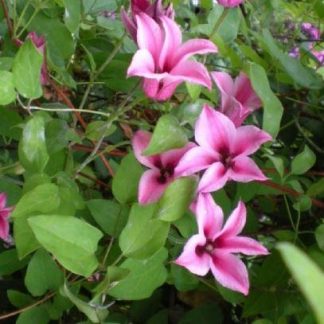 Clematis Texensis Duchess of Albany - Late Summer Flowering Clematis
