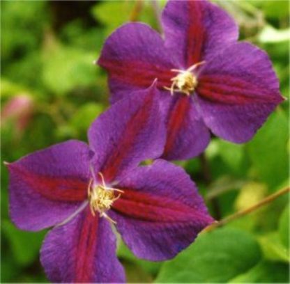 Clematis Star of India