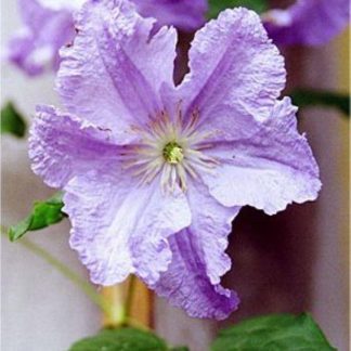 Clematis Prince Charles