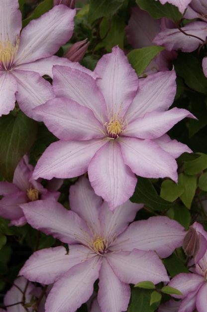 Clematis Morning Star 'Zoklako' - Late Spring Flowering Clematis