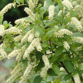 Itea Henry's Garnet Ilicifolia - Virginian Willow