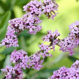 Buddleja Alternifolia - Buddleia Butterfly Bush