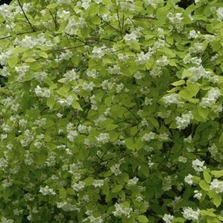 Philadelphus Coronarius Aurea - Golden Mock Orange
