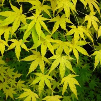 Acer Palmatum Aoyagi -  Japanese Maple  - Large