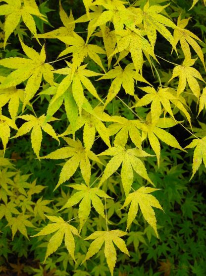 Acer Palmatum Aoyagi -  Japanese Maple  - Large