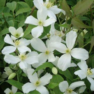 Clematis Montana Grandiflora