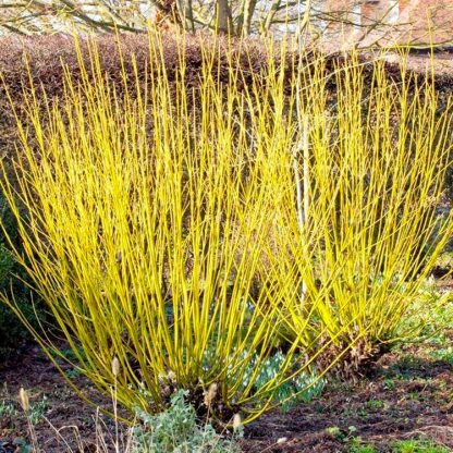 Cornus Stolonifera Flaviramea - Golden Dogwood - Pack of Three Plants