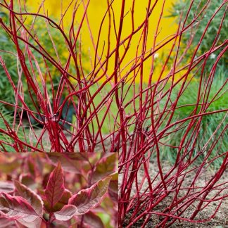 Cornus Alba Sibirca 'Miracle' - Red Stemmed Variegated Pink Flush Foliage Dogwood