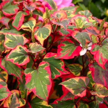 Houttuynia Cordata 'Chameleon'