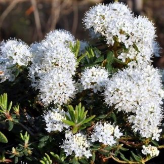 Rhododendron (Ledum) Groenlandicum Helma
