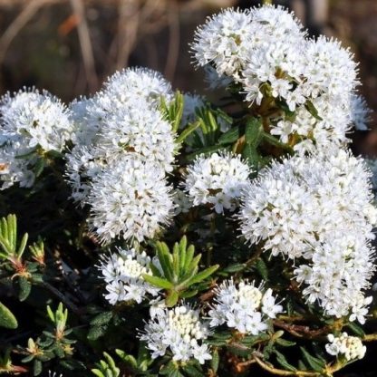 Rhododendron (Ledum) Groenlandicum Helma