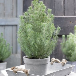 Christmas Tree - Pinus Pinea Silver Crest - Stone Pine