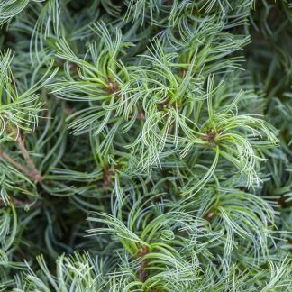 Pinus Strobus Tiny Kurls