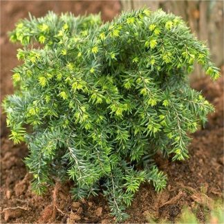 Tsuga Canadensis Jeddeloh