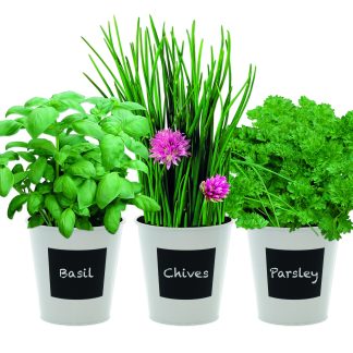 Trio Herb Gift Set