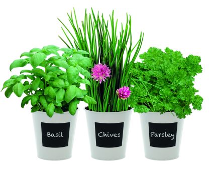 Trio Herb Gift Set