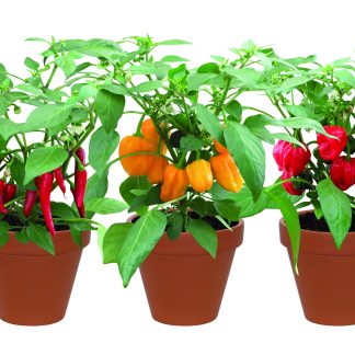 Terracotta Chilli Trio Grow Set