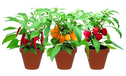 Terracotta Chilli Trio Grow Set