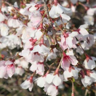 Prunus Incisa  Kojo-No-Mai - Standard Fuji Cherry Tree