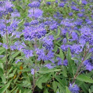 Caryopteris x Clandonensis Heavenly Blue - Bluebeard