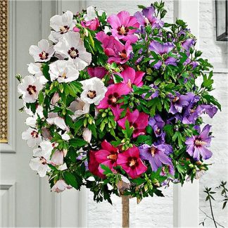 Tricolour Hibiscus Patio Standard Tree - Three Colours On One Tree