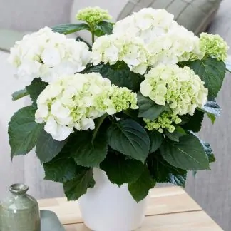 Hydrangea Macrophylla 'Snow Ball' - Large Flowered Mophead Hydrangea -  Monster Xxxxl Plants