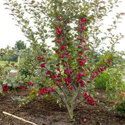 Malus Appletini® - Compact Mini Patio Apple Tree