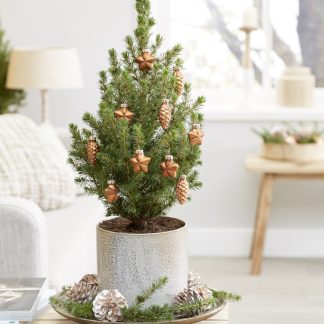 Mini Christmas Tree - Tabletop Christmas Tree - Classy Contemporary Small Real Christmas Tree