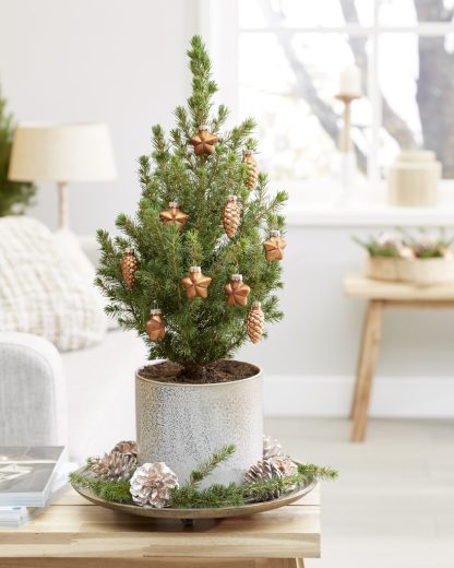 Mini Christmas Tree - Tabletop Christmas Tree - Classy Contemporary Small Real Christmas Tree