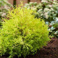 Thuja Occidentalis Rheingold