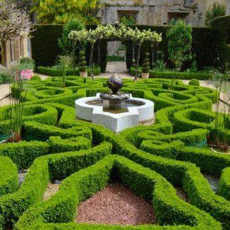 Buxus Sempervirens - Hardy Box For Hedging - 40cm-60cm Tall Established Plants - Pack of 10