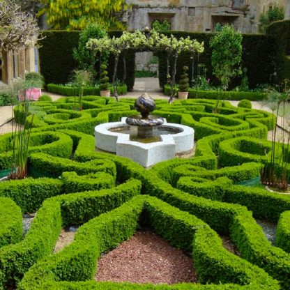 Buxus Sempervirens - Hardy Box For Hedging - 40cm-60cm Tall Established Plants - Pack of 10