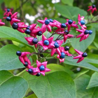 Clerodendrum Trichotomum Purple Blaze - Harlequin Glory Bower