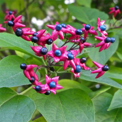 Clerodendrum Trichotomum Purple Blaze - Harlequin Glory Bower
