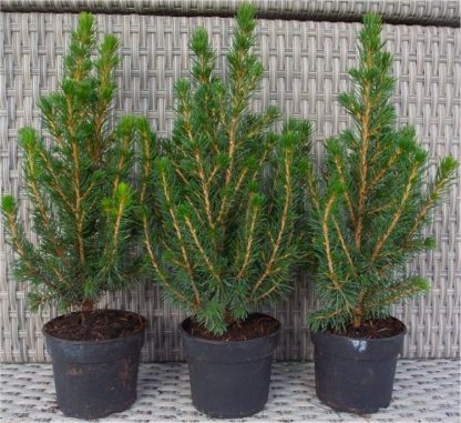 Mini Christmas Trees - Picea - Ideal For Table Decoration - Pack of Three
