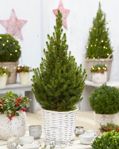 Contemporary Christmas Tree - 70-80cms